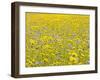 Summer Wildflower Meadow with Corn Marigold and Cornflower Uk, July-Gary Smith-Framed Photographic Print