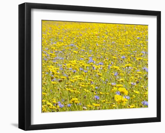 Summer Wildflower Meadow with Corn Marigold and Cornflower Uk, July-Gary Smith-Framed Photographic Print