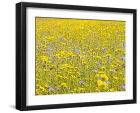 Summer Wildflower Meadow with Corn Marigold and Cornflower Uk, July-Gary Smith-Framed Photographic Print