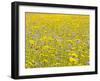 Summer Wildflower Meadow with Corn Marigold and Cornflower Uk, July-Gary Smith-Framed Photographic Print