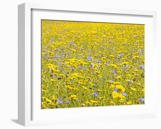 Summer Wildflower Meadow with Corn Marigold and Cornflower Uk, July-Gary Smith-Framed Photographic Print