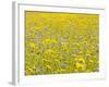 Summer Wildflower Meadow with Corn Marigold and Cornflower Uk, July-Gary Smith-Framed Photographic Print