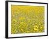 Summer Wildflower Meadow with Corn Marigold and Cornflower Uk, July-Gary Smith-Framed Photographic Print