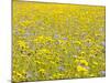 Summer Wildflower Meadow with Corn Marigold and Cornflower Uk, July-Gary Smith-Mounted Photographic Print