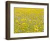 Summer Wildflower Meadow with Corn Marigold and Cornflower Uk, July-Gary Smith-Framed Photographic Print