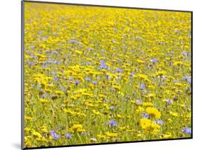 Summer Wildflower Meadow with Corn Marigold and Cornflower Uk, July-Gary Smith-Mounted Photographic Print