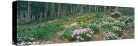 Summer Wildflowers and Aspens, Kebler Pass, Colorado, USA-Terry Eggers-Stretched Canvas