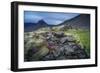 Summer Wildflowers and Herbs Growing around Moss and Lava Rocks-Ragnar Th Sigurdsson-Framed Photographic Print