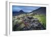 Summer Wildflowers and Herbs Growing around Moss and Lava Rocks-Ragnar Th Sigurdsson-Framed Photographic Print