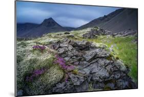 Summer Wildflowers and Herbs Growing around Moss and Lava Rocks-Ragnar Th Sigurdsson-Mounted Photographic Print