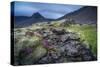 Summer Wildflowers and Herbs Growing around Moss and Lava Rocks-Ragnar Th Sigurdsson-Stretched Canvas