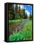 Summer wildflowers bloom along the upper Deschutes River, Deschutes National Forest, Oregon, USA-null-Framed Stretched Canvas