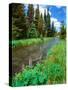 Summer wildflowers bloom along the upper Deschutes River, Deschutes National Forest, Oregon, USA-null-Stretched Canvas