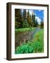 Summer wildflowers bloom along the upper Deschutes River, Deschutes National Forest, Oregon, USA-null-Framed Photographic Print