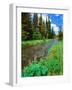 Summer wildflowers bloom along the upper Deschutes River, Deschutes National Forest, Oregon, USA-null-Framed Photographic Print