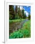 Summer wildflowers bloom along the upper Deschutes River, Deschutes National Forest, Oregon, USA-null-Framed Photographic Print