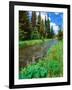 Summer wildflowers bloom along the upper Deschutes River, Deschutes National Forest, Oregon, USA-null-Framed Photographic Print