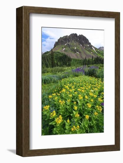 Summer wildflowers in Colorado's San Juan mountains, Colorado, United States of America, North Amer-Don Mammoser-Framed Photographic Print