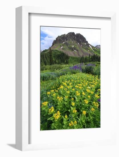 Summer wildflowers in Colorado's San Juan mountains, Colorado, United States of America, North Amer-Don Mammoser-Framed Photographic Print