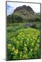 Summer wildflowers in Colorado's San Juan mountains, Colorado, United States of America, North Amer-Don Mammoser-Mounted Photographic Print