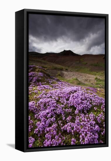 Summer Wildflowers in Iceland-Paul Souders-Framed Stretched Canvas