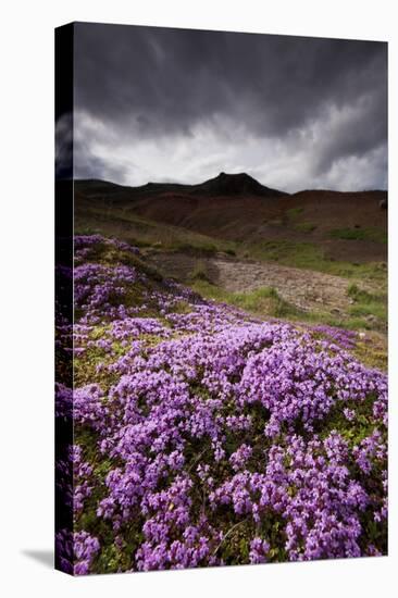 Summer Wildflowers in Iceland-Paul Souders-Stretched Canvas