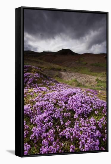 Summer Wildflowers in Iceland-Paul Souders-Framed Stretched Canvas