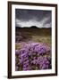 Summer Wildflowers in Iceland-Paul Souders-Framed Premium Photographic Print