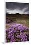 Summer Wildflowers in Iceland-Paul Souders-Framed Premium Photographic Print