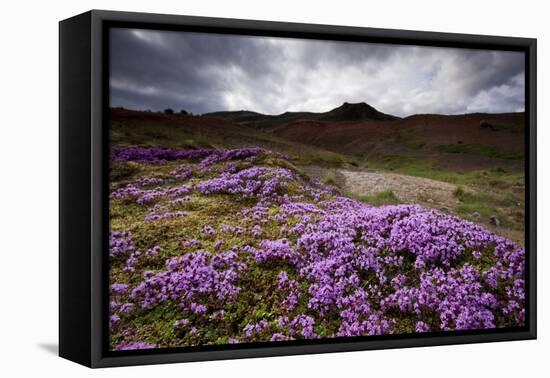 Summer Wildflowers in Iceland-null-Framed Stretched Canvas