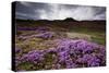 Summer Wildflowers in Iceland-null-Stretched Canvas