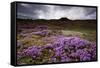 Summer Wildflowers in Iceland-null-Framed Stretched Canvas