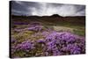 Summer Wildflowers in Iceland-null-Stretched Canvas
