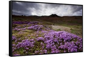 Summer Wildflowers in Iceland-null-Framed Stretched Canvas