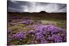 Summer Wildflowers in Iceland-null-Stretched Canvas