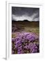 Summer Wildflowers in Iceland-Paul Souders-Framed Photographic Print