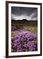 Summer Wildflowers in Iceland-Paul Souders-Framed Photographic Print