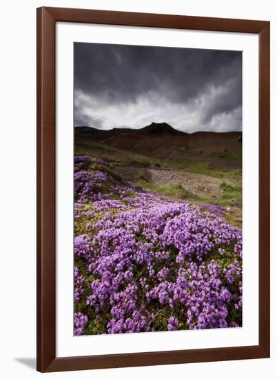 Summer Wildflowers in Iceland-Paul Souders-Framed Photographic Print