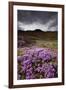 Summer Wildflowers in Iceland-Paul Souders-Framed Photographic Print