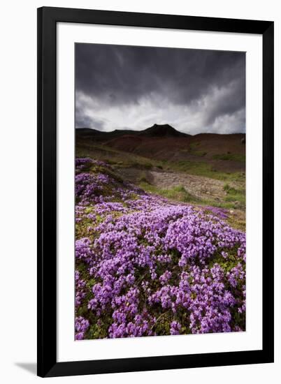 Summer Wildflowers in Iceland-Paul Souders-Framed Photographic Print