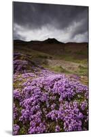 Summer Wildflowers in Iceland-Paul Souders-Mounted Photographic Print