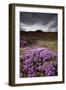 Summer Wildflowers in Iceland-Paul Souders-Framed Photographic Print