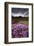 Summer Wildflowers in Iceland-Paul Souders-Framed Photographic Print