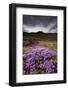 Summer Wildflowers in Iceland-Paul Souders-Framed Photographic Print