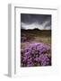 Summer Wildflowers in Iceland-Paul Souders-Framed Photographic Print