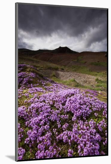 Summer Wildflowers in Iceland-Paul Souders-Mounted Photographic Print