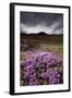 Summer Wildflowers in Iceland-Paul Souders-Framed Photographic Print