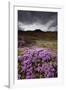 Summer Wildflowers in Iceland-Paul Souders-Framed Photographic Print