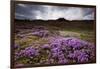 Summer Wildflowers in Iceland-null-Framed Photographic Print