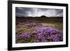 Summer Wildflowers in Iceland-null-Framed Photographic Print